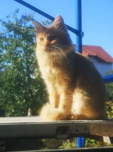 Котик