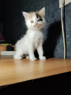 Котята в дар