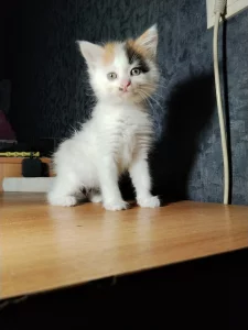 Котята в дар