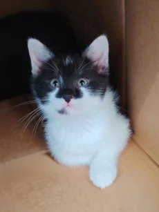 Красивенный котик