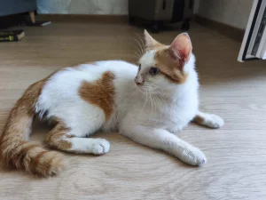 Ласковый котик ищет дом