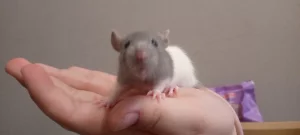 Крысята 9 штук девочки и мальчики. 5р