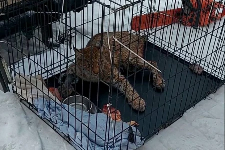 В судьбе молодой рыси, попавшей в капкан под Бобруйском, новый поворот