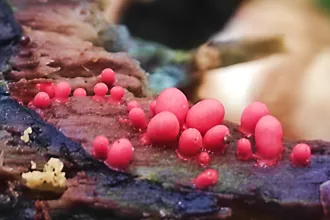 В Беларуси нашли уникальные организмы – в мире таких больше нет