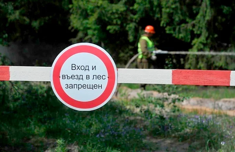 В Бобруйском районе введен запрет на посещение лесов
