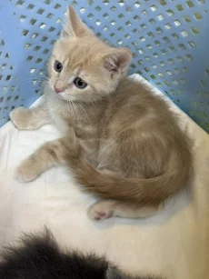 Красивые Котята