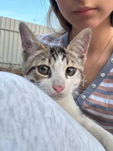 Котята