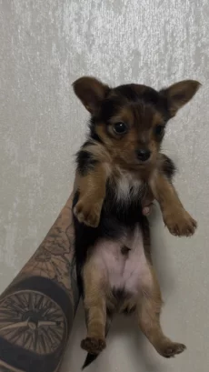 Щенков Йорка