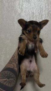 Щенков Йорка