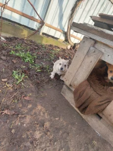 Роздаем бесплатно