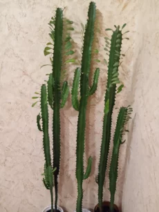 Молочай трехгранный