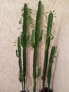 Молочай трехгранный