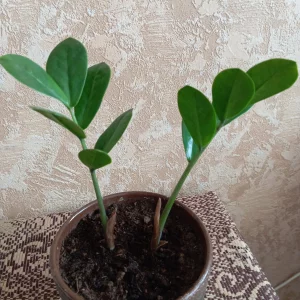 Замиокулькас,  хойя