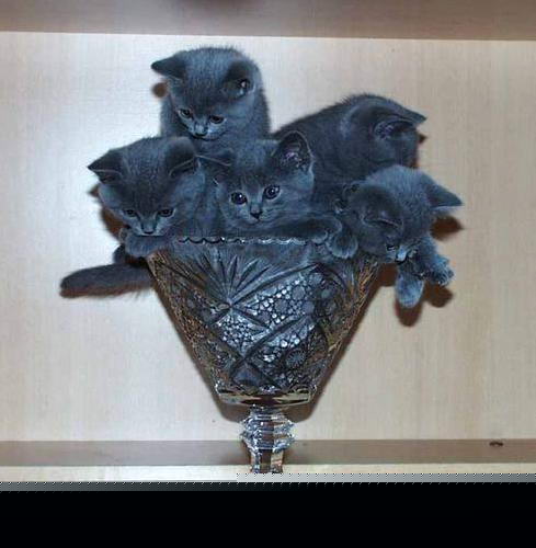 Котенок и молния