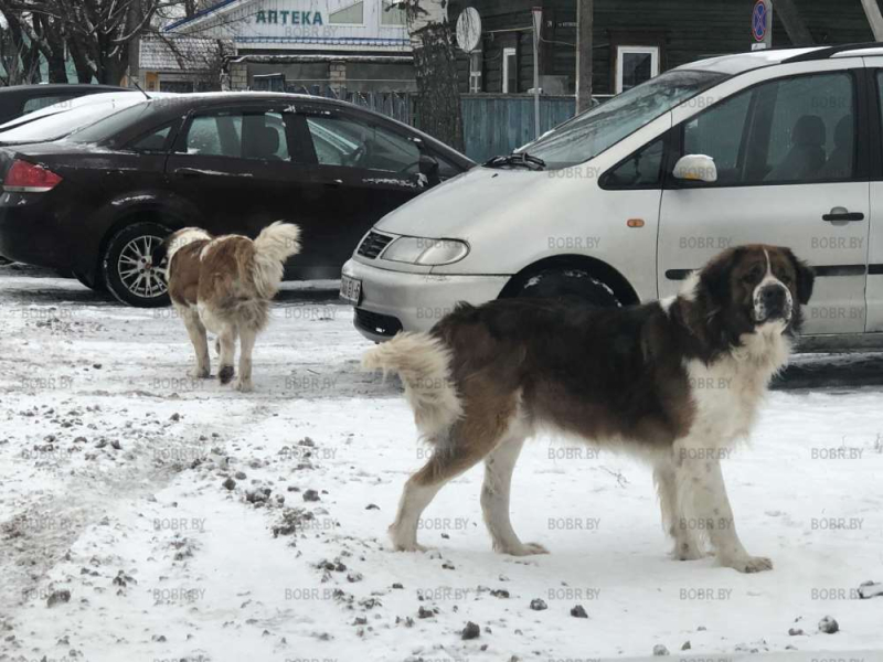 Собачки сбежали 