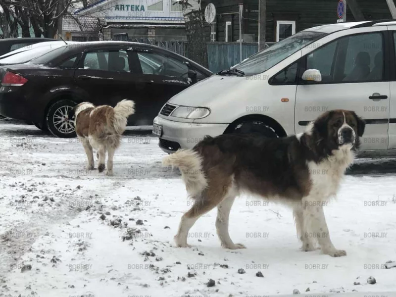Собачки сбежали 