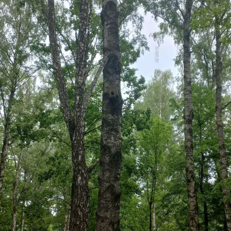 Дом вверх дном