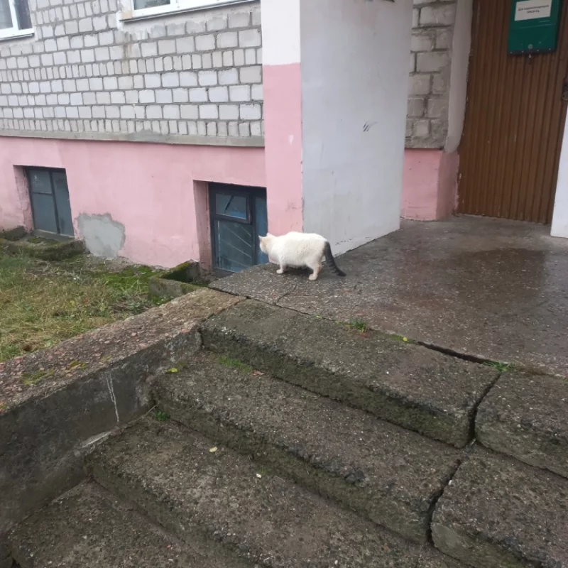 Хвост был взят у донора))