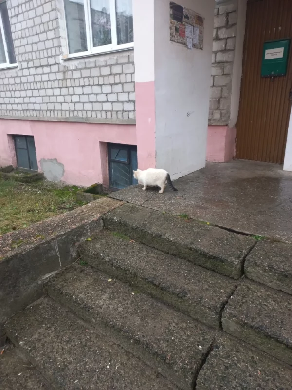 Хвост был взят у донора))