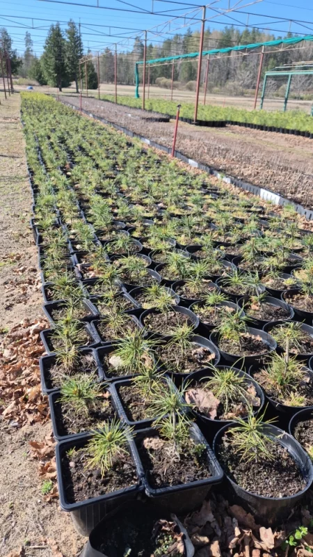 Будущий лес