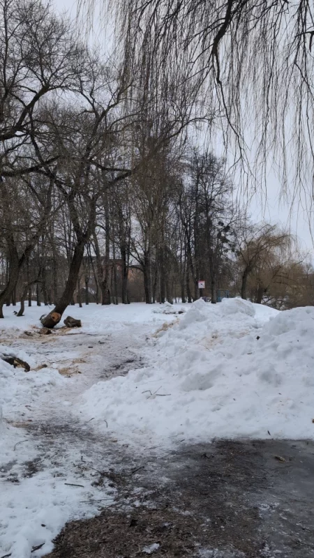 В горпарке спилили стелющиеся ветлы рядом с прудами