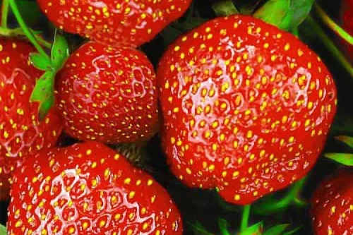 Клубника саженцы
