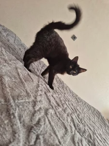 Котенок - подросток в хорошие руки