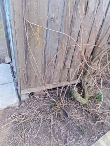 Девичий виноград