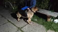 Чья овчарка с цепи сорвалась? Кировск