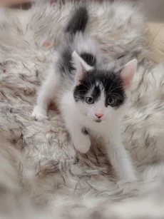Маленький котёнок