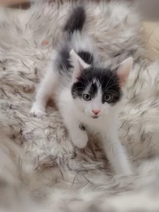 Маленький котёнок