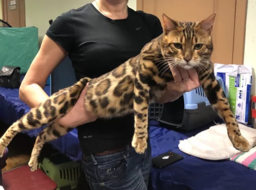 Бенгальский котик в разведение. Алиментные котята