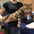 Бенгальский котик в разведение. Алиментные котята