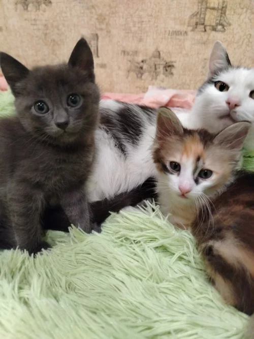 Отдам котят