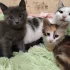 Отдам котят