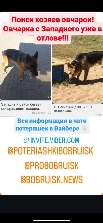 Овчарка в отловнике  Буксап!!!