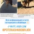 Овчарка в отловнике  Буксап!!!