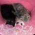 Шотландский котята