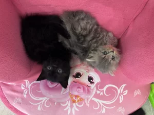 Шотландский котята