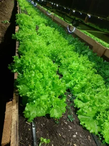 Салат листовой из собственной теплицы
