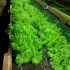 Салат листовой из собственной теплицы