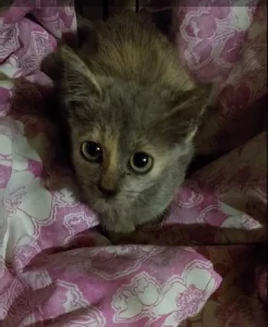 Котенок-девочка ищет дом