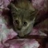 Котенок-девочка ищет дом