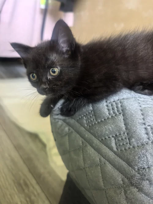 Котёнок