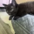 Котёнок