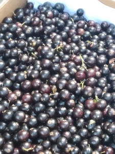 Саженцы смородины