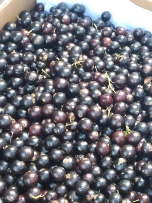 Саженцы смородины