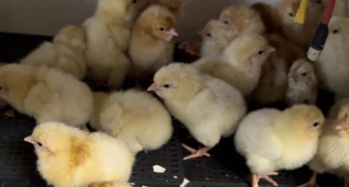 Петушки Браун Ник