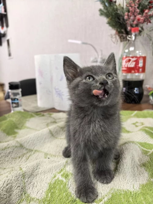 Котята срочно ищут дом