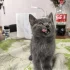 Котята срочно ищут дом